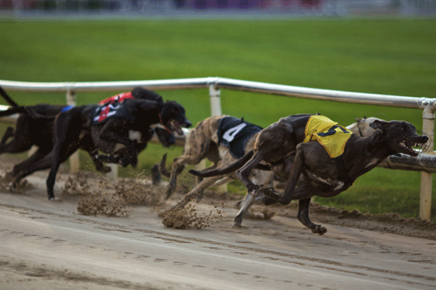 Greyhound Racing -48742